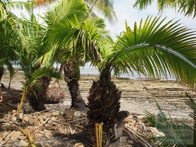 Oceanfront lot in Playa Burica land for sale in panama - image 14