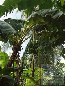 Oceanfront lot in Playa Burica land for sale in panama - image 10