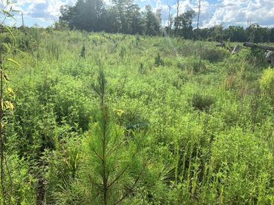 Land for Sale W/ Kelly Bayou W/ Utilities in Miller Co., AR - image 1