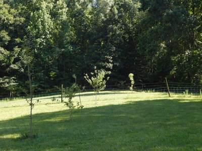 Tn Country Home 12.8 Acres, Orchard, Fenced Pasture, Woods - image 39