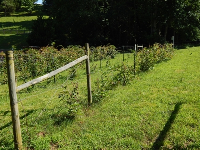 Tn Country Home 12.8 Acres, Orchard, Fenced Pasture, Woods - image 37