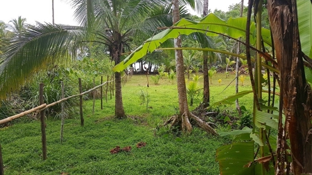 Titled ridge top lot  on Isla Solarte, Bocas del Toro Panama - image 12