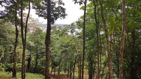 Titled ridge top lot  on Isla Solarte, Bocas del Toro Panama - image 21