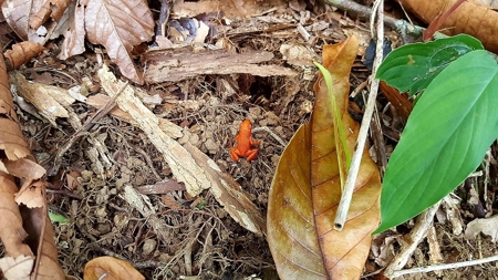 Titled ridge top lot  on Isla Solarte, Bocas del Toro Panama - image 10