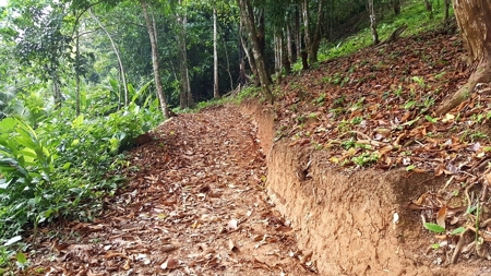 Titled ridge top lot  on Isla Solarte, Bocas del Toro Panama - image 3