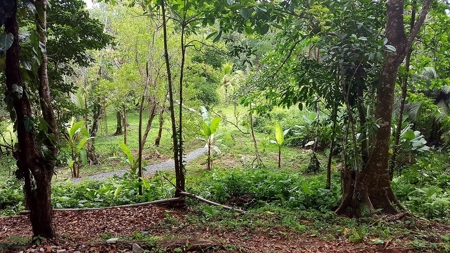 Titled ridge top lot  on Isla Solarte, Bocas del Toro Panama - image 24