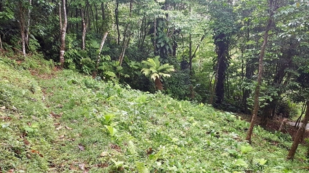 Titled ridge top lot  on Isla Solarte, Bocas del Toro Panama - image 17