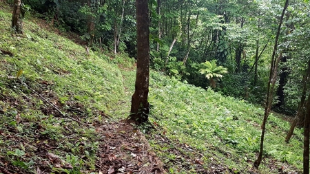 Titled ridge top lot  on Isla Solarte, Bocas del Toro Panama - image 16