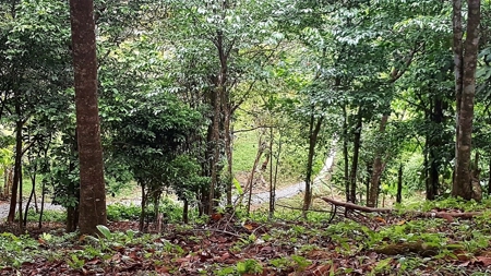 Titled ridge top lot  on Isla Solarte, Bocas del Toro Panama - image 14
