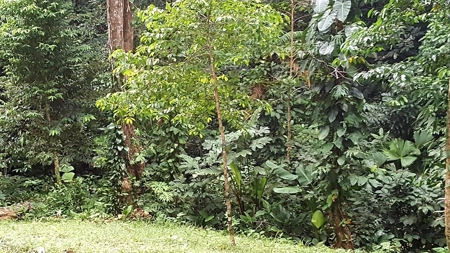 Titled ridge top lot  on Isla Solarte, Bocas del Toro Panama - image 15