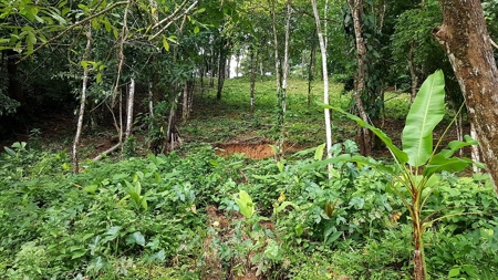 Titled ridge top lot  on Isla Solarte, Bocas del Toro Panama - image 28