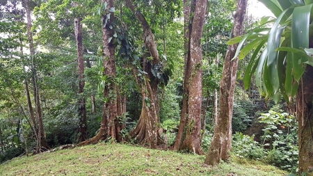 Titled ridge top lot  on Isla Solarte, Bocas del Toro Panama - image 13