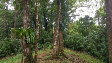 Titled ridge top lot  on Isla Solarte, Bocas del Toro Panama - image 23