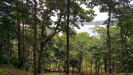 Titled ridge top lot  on Isla Solarte, Bocas del Toro Panama - image 19