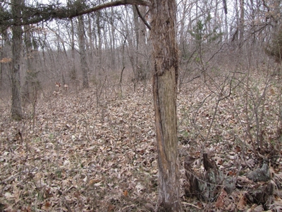 Northern Mo Hunting Lease Auction Grundy Co Mo, Online Only - image 10