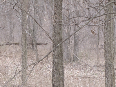 Northern Mo Hunting Lease Auction Grundy Co Mo, Online Only - image 8