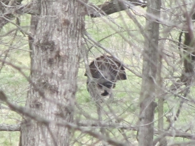 Northern Mo Hunting Lease Auction Grundy Co Mo, Online Only - image 30