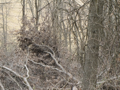 Northern Mo Hunting Lease Auction Grundy Co Mo, Online Only - image 5