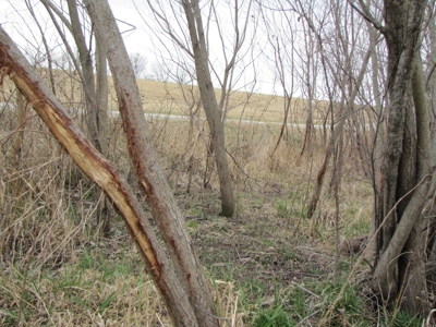 Northern Mo Hunting Lease Auction Grundy Co Mo, Online Only - image 27
