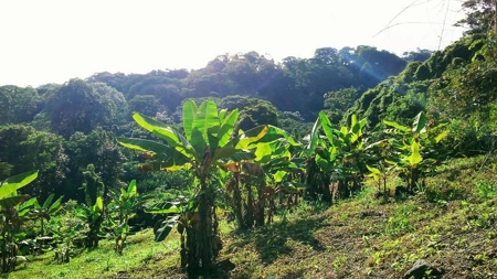 Elevated Breezy Building Site, Tierra Oscura, Panama - image 10