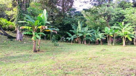 200 feet of Waterfront on this Tierra Oscura, Panama lot - image 15