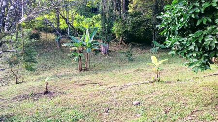 200 feet of Waterfront on this Tierra Oscura, Panama lot - image 14