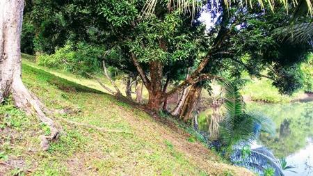 200 feet of Waterfront on this Tierra Oscura, Panama lot - image 5