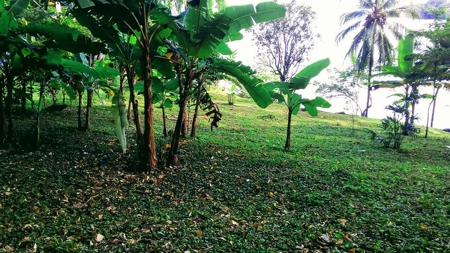 200 feet of Waterfront on this Tierra Oscura, Panama lot - image 11