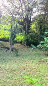 200 feet of Waterfront on this Tierra Oscura, Panama lot - image 13