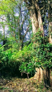 200 feet of Waterfront on this Tierra Oscura, Panama lot - image 8