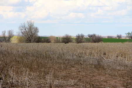 125± Acres of Tillable Farmland in Saline County, Kansas - image 4
