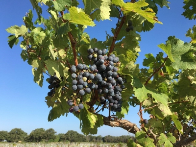 Operating Vineyard and Remodeled Home for Sale in Texas - image 2