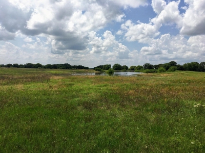 Operating Vineyard and Remodeled Home for Sale in Texas - image 3