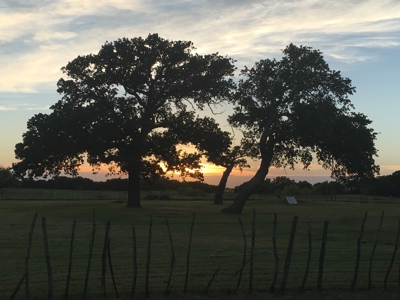 Operating Vineyard and Remodeled Home for Sale in Texas - image 47