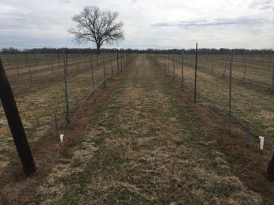 Operating Vineyard and Remodeled Home for Sale in Texas - image 46