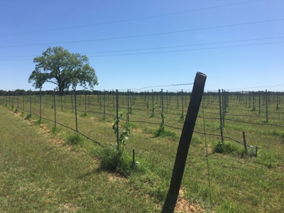 Operating Vineyard and Remodeled Home for Sale in Texas - image 45