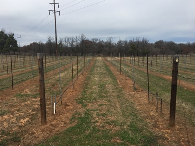 Operating Vineyard and Remodeled Home for Sale in Texas - image 44