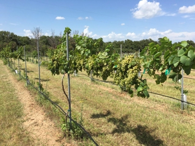 Operating Vineyard and Remodeled Home for Sale in Texas - image 1