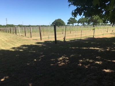 Operating Vineyard and Remodeled Home for Sale in Texas - image 43