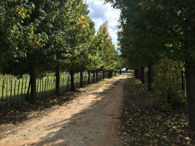 Operating Vineyard and Remodeled Home for Sale in Texas - image 42