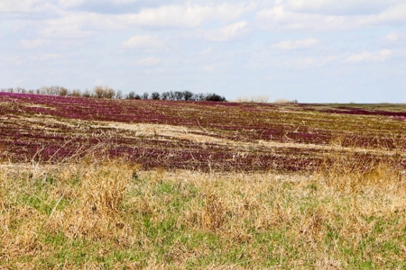 76± Acres of Tillable Farmland For Sale in Cloud County, KS - image 3