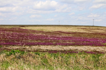 76± Acres of Tillable Farmland For Sale in Cloud County, KS - image 4