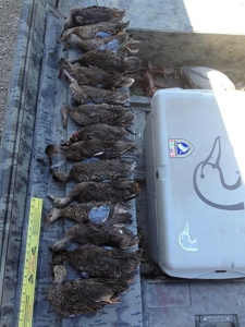 Historic Lucy Timber Duck Club for Sale in Chariton County - image 35