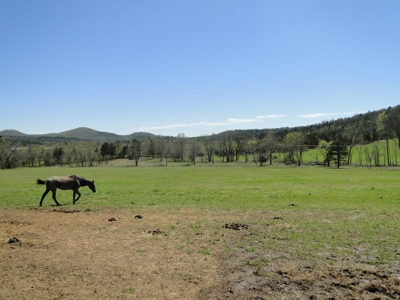 Arkansas Hobby Farm For Sale - image 12