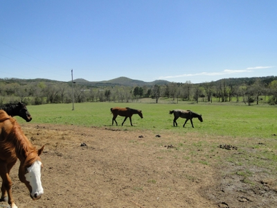 Arkansas Hobby Farm For Sale - image 13