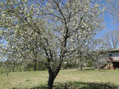 Arkansas Hobby Farm For Sale - image 16