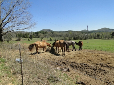 Arkansas Hobby Farm For Sale - image 14