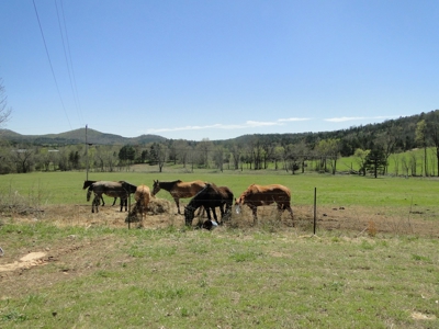 Arkansas Hobby Farm For Sale - image 8