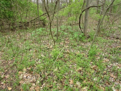 Southern Indiana Land for Sale - Daviess County | Auction - image 17