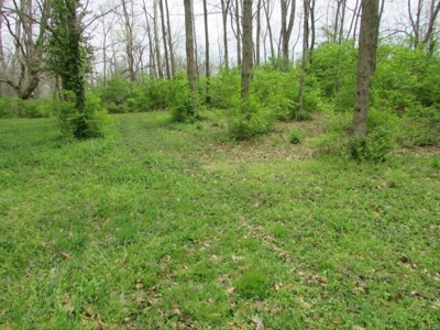 Southern Indiana Land for Sale - Daviess County | Auction - image 8